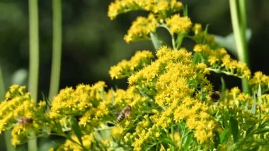Küçük arılar polen topluyor. Sarı çiçekler.