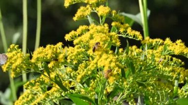 Küçük arılar polen topluyor. Sarı çiçekler.