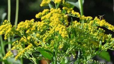 Küçük arılar polen topluyor. Sarı çiçekler.