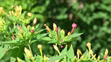 Bahçedeki güzel pembe çiçekler