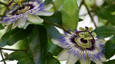 Güzel Passiflora çiçeklerinin yakın plan çekimi.