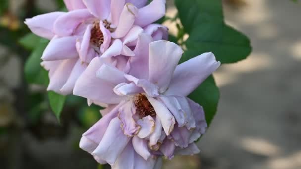 Hermosas Flores Rosadas Jardín — Vídeo de stock