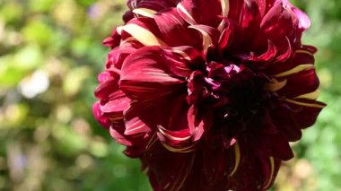 Güzel kırmızı yıldız çiçeği bahçe