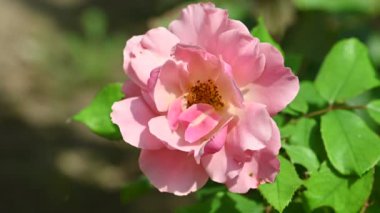 güzel gül bahçesinde yakın çekim