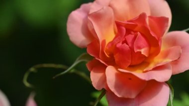 güzel gül bahçesinde yakın çekim