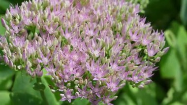 Bahçedeki güzel pembe çiçekler