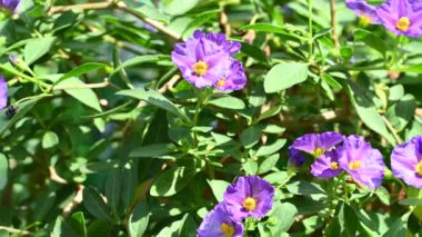 Bahçede yetişen güzel mor çiçekler yaz günü