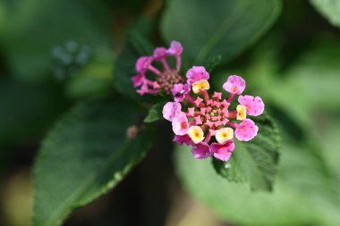 Bahçedeki güzel çiçekleri kapat. 