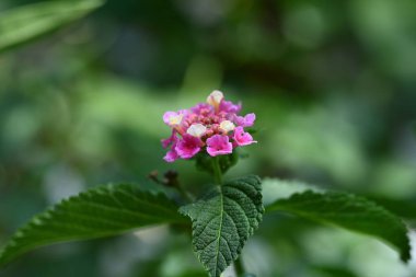 close up of beautiful  flower growing in the garden 