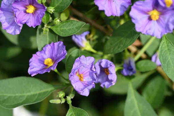 stock image close up of beautiful  flowers in the garden 