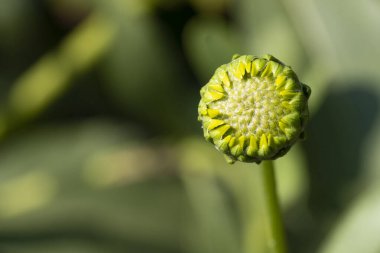 close up of beautiful  flower growing in the garden 