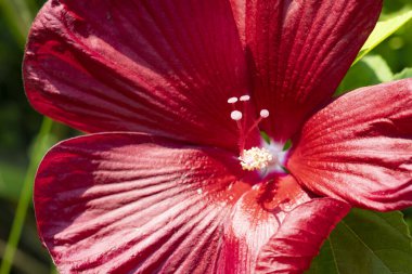 close up of beautiful  flower growing in the garden 