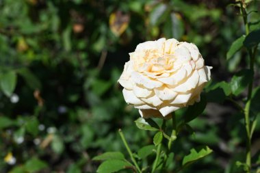 Güzel gül çiçeğine yaklaş