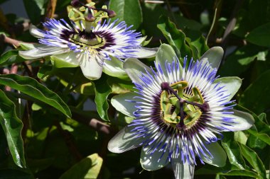 # Bahçedeki güzel çiçekleri #