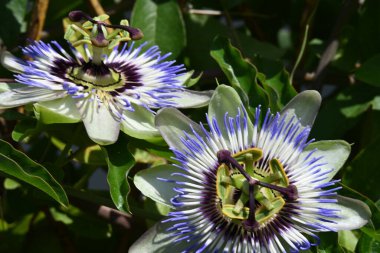 # Bahçedeki güzel çiçekleri #