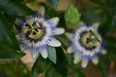 # Bahçedeki güzel çiçekleri #