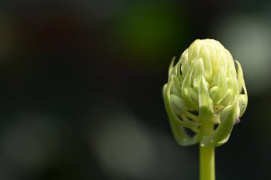 Güzel çiçek tomurcuğu, yaz konsepti, yakın manzara