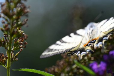 Bahçedeki kelebek, yaklaş.