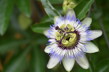 # Bahçedeki güzel çiçekleri #