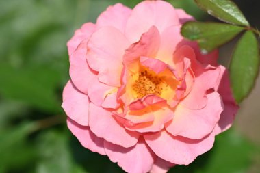 Güzel gül çiçeğine yaklaş