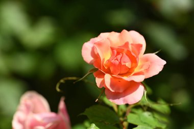 Güzel gül çiçeğine yaklaş