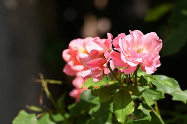 Bahçede pembe güller