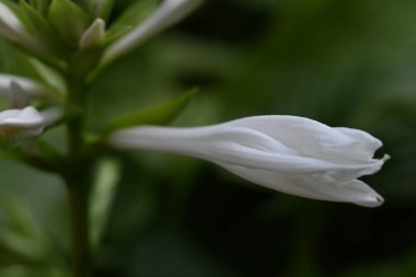 close up of beautiful  flower growing in the garden 