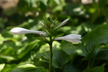 close up of beautiful  flower growing in the garden 