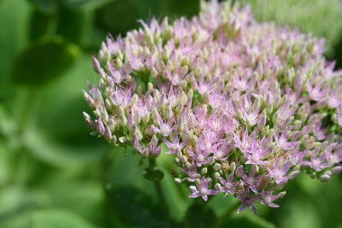 close up of beautiful  flower growing in the garden 