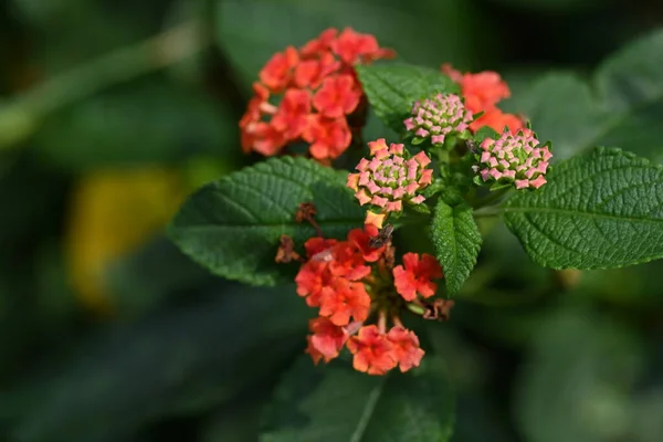Närbild Vackra Blommor Trädgården — Stockfoto