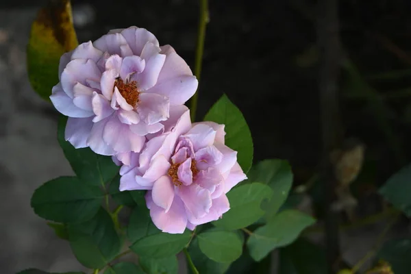 庭のピンクのバラ — ストック写真