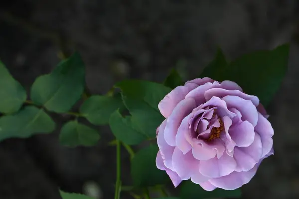 Close Beautiful Rose Flower — Stock Photo, Image