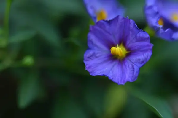 Hermosas Flores Púrpuras Creciendo Jardín Día Verano — Foto de Stock