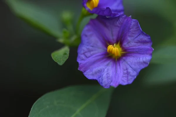 Hermosas Flores Púrpuras Creciendo Jardín Día Verano —  Fotos de Stock