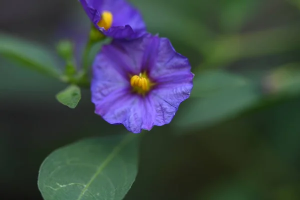 Belles Fleurs Violettes Poussant Dans Jardin Jour Été — Photo