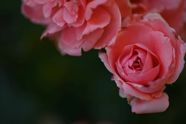 Красивые Розовые Розы Саду — стоковое фото