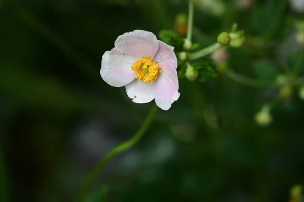 Close Beautiful Flower Growing Garden — Zdjęcie stockowe