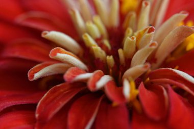 Bahçedeki kırmızı çiçeğe yaklaş.