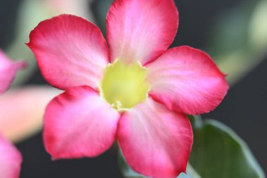 Bahçedeki güzel pembe çiçekler