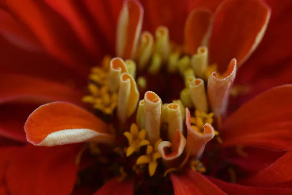 Close Red Flower Garden — Stock Photo, Image