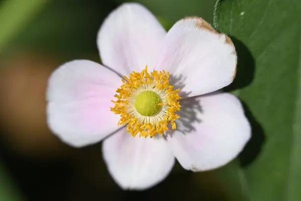 Zbliżenie Piękny Kwiat Rośnie Ogrodzie — Zdjęcie stockowe
