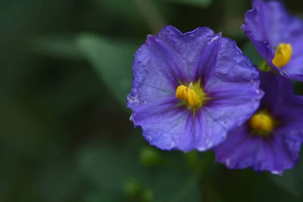 Beautiful Purple Flowers Growing Garden Summer Day — Stock Photo, Image