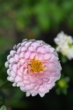 Bahçedeki güzel pembe çiçekler