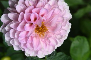 Bahçedeki güzel pembe çiçekler