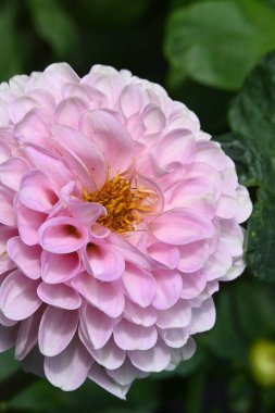 Bahçedeki güzel pembe çiçekler