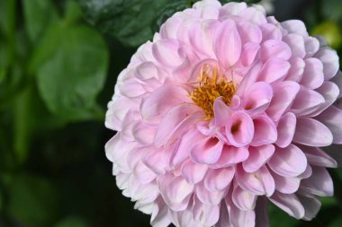 Bahçedeki güzel pembe çiçekler