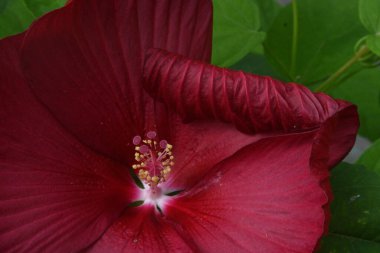 close up of beautiful  flower growing in the garden 