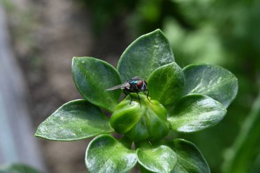 Bir bitkinin tomurcuğunda uç.