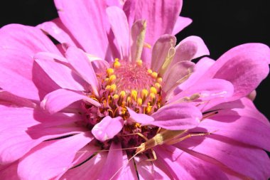 close up of beautiful  flower growing in the garden 