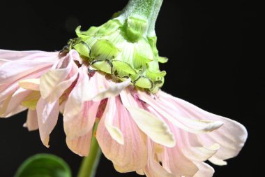 Bahçedeki güzel pembe çiçekler